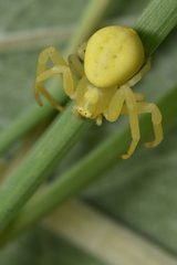 Misumena vatia