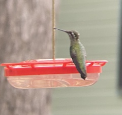 Eugenes fulgens