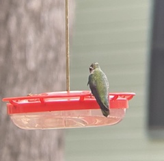 Eugenes fulgens