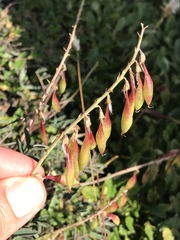 Astragalus australis