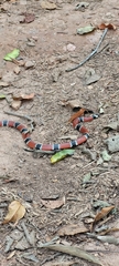 Micrurus corallinus