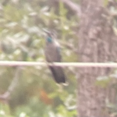 Eugenes fulgens
