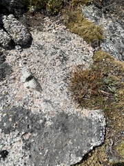 Parnassius smintheus