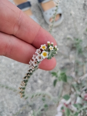 Heliotropium hirsutissimum
