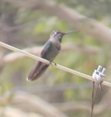 Eugenes fulgens