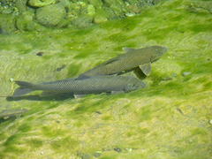 Luciobarbus graellsii