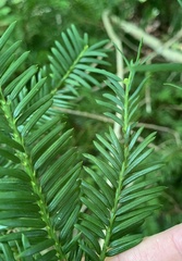 Taxus canadensis
