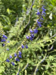Salvia polystachia