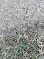 Heliotropium hirsutissimum