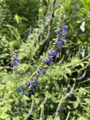 Salvia polystachia