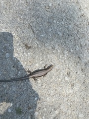 Plestiodon fasciatus