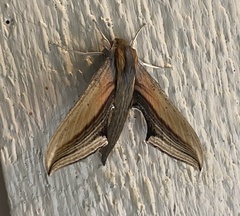 Xylophanes falco