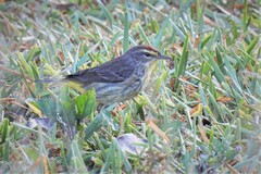 Setophaga palmarum palmarum