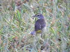 Setophaga palmarum palmarum