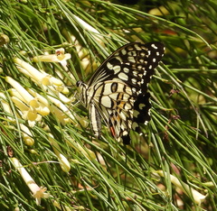 Papilio demoleus