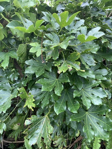 Fatsia oligocarpella iNat (1)