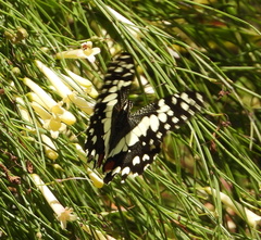 Papilio demoleus