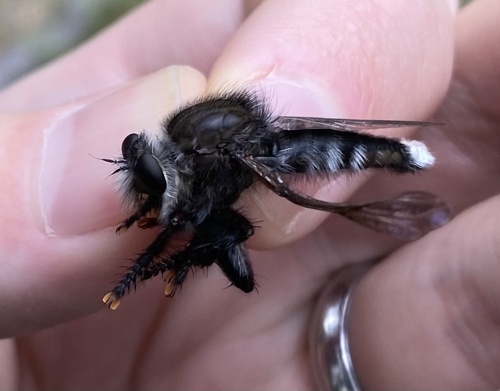 Chocolate Lion Fly