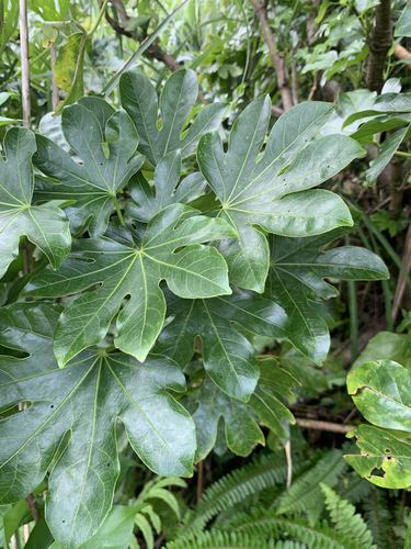 Fatsia oligocarpella, photograph 1