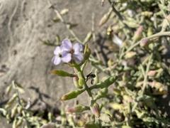Cakile maritima