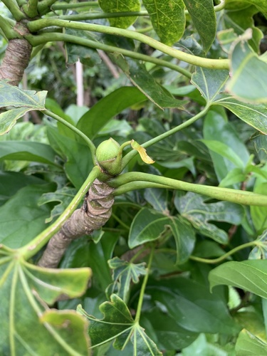 Fatsia oligocarpella, photograph 2
