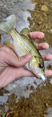Ambloplites rupestris