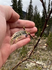 Salix scouleriana