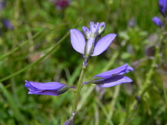 Polygala nicaeensis