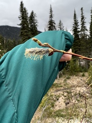Salix scouleriana