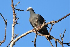 Patagioenas leucocephala