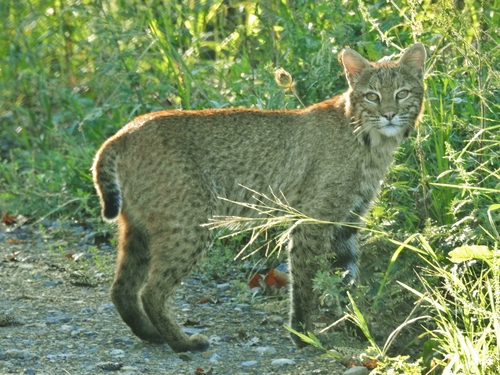 Bobcat photographed in Ohio