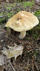 Boletus chippewaensis