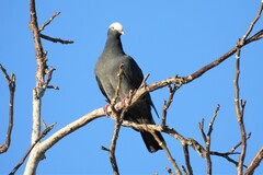 Patagioenas leucocephala