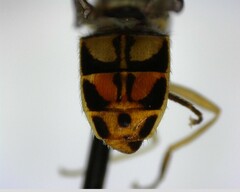 Syrphidae
