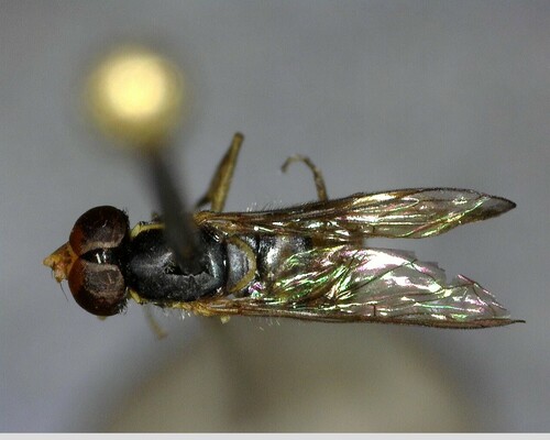 iNaturalist observation photo of Margined Calligrapher