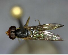 Syrphidae