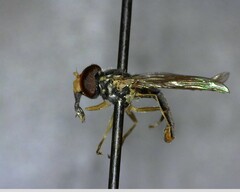 Syrphidae