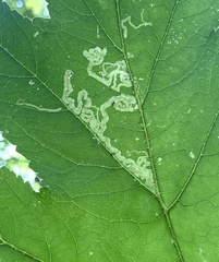 Phytomyza spondylii group