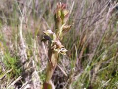 Satyrium bicorne
