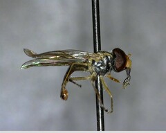 Syrphidae