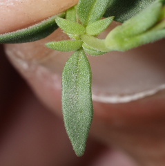 Bouvardia erecta