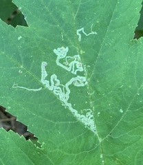 Phytomyza spondylii group