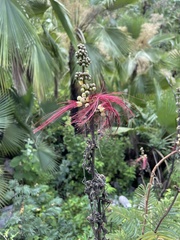 Calliandra houstoniana