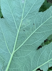 Phytomyza spondylii group
