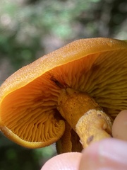 Tricholomopsis decora