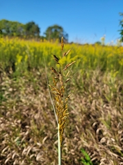 Sorghinae