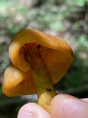 Tricholomopsis decora