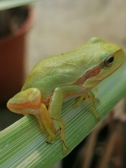 Hyla molleri