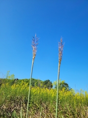 Sorghinae