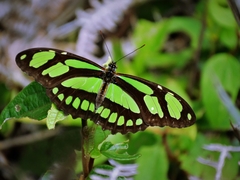 Philaethria wernickei